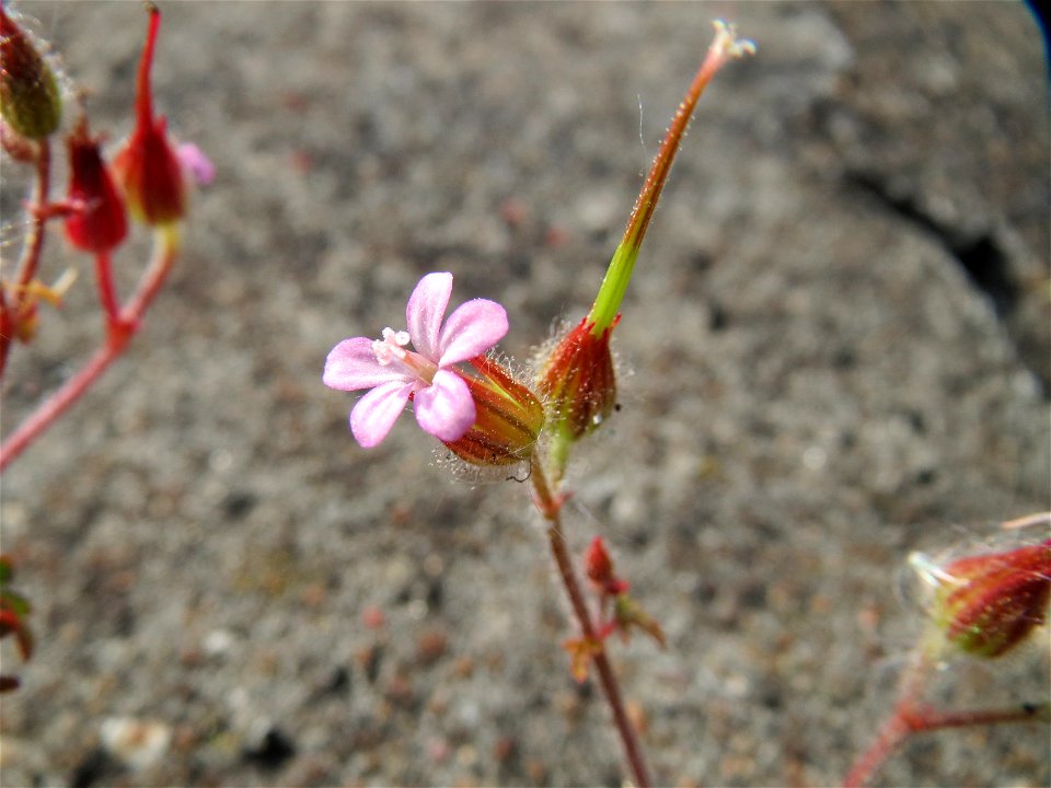 Ruprechtskraut (Geranium robertianum) am Bahnhof Oftersheim)