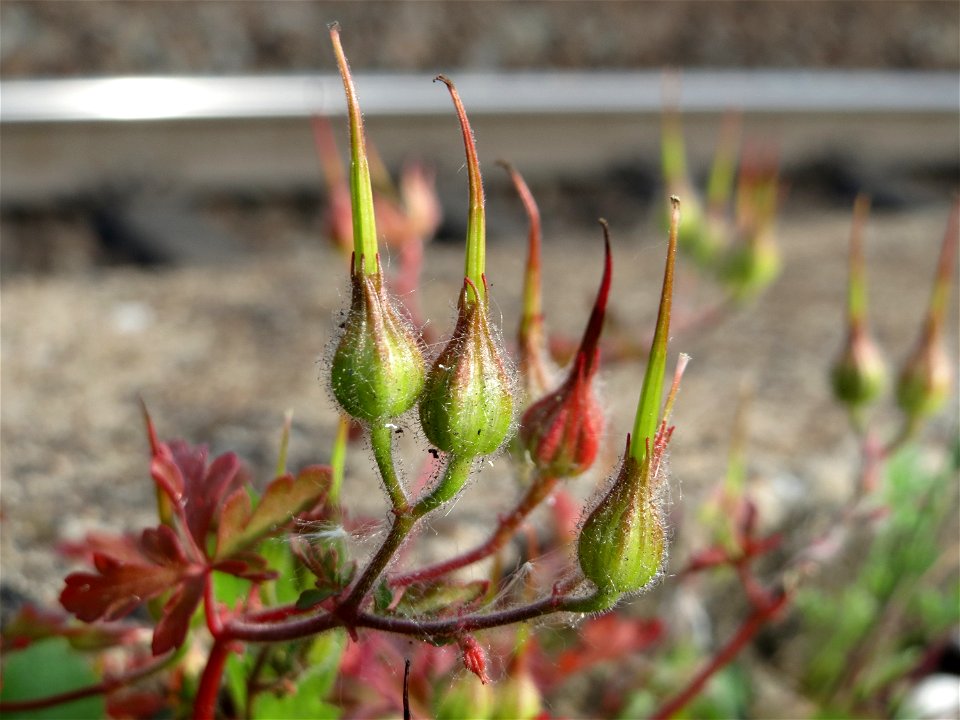 Ruprechtskraut (Geranium robertianum) am Bahnhof Oftersheim)