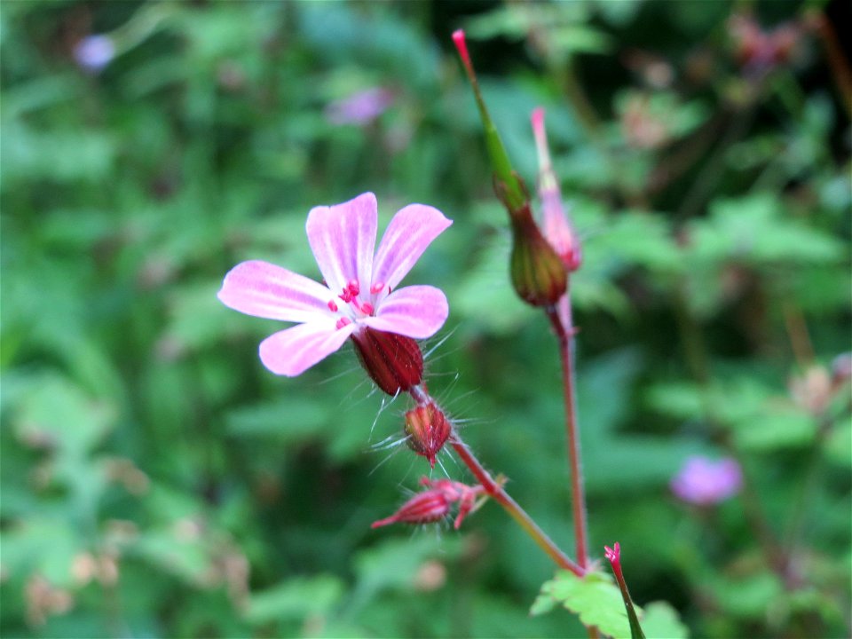 Ruprechtskraut (Geranium robertianum) im Meerwald bei Bübingen