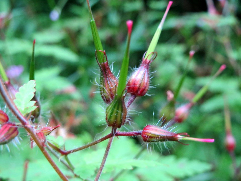 Ruprechtskraut (Geranium robertianum) im Meerwald bei Bübingen