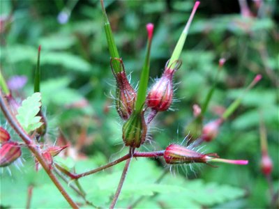 Ruprechtskraut (Geranium robertianum) im Meerwald bei Bübingen