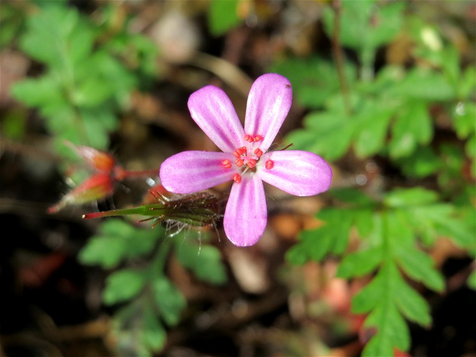 Ruprechtskraut (Geranium robertianum) am Bahnhof Bruchmühlbach-Miesau