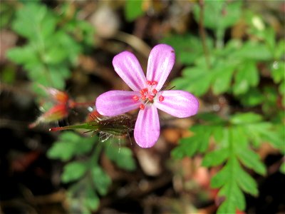 Ruprechtskraut (Geranium robertianum) am Bahnhof Bruchmühlbach-Miesau
