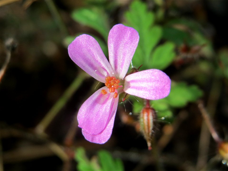 Ruprechtskraut (Geranium robertianum) am Bahnhof Bruchmühlbach-Miesau