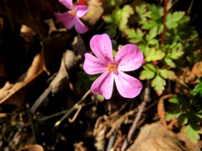 Ruprechtskraut (Geranium robertianum) am Schalkenmehrener Maar