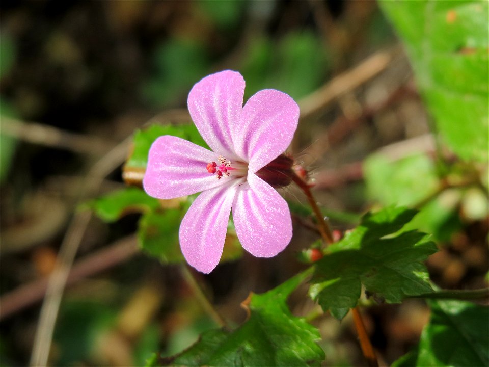 Ruprechtskraut (Geranium robertianum) am Schalkenmehrener Maar