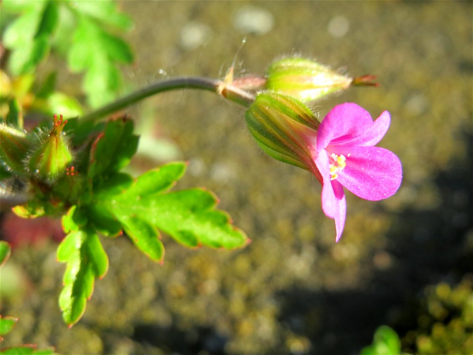 Ruprechtskraut (Geranium robertianum) am Bahnhof Oftersheim