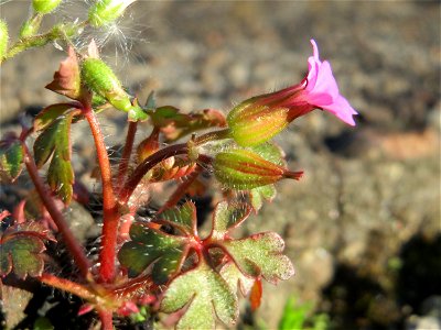 Ruprechtskraut (Geranium robertianum) am Bahnhof Oftersheim