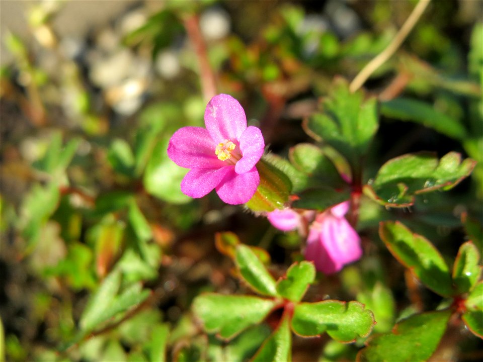 Ruprechtskraut (Geranium robertianum) am Bahnhof Oftersheim