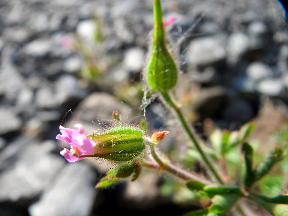 Ruprechtskraut (Geranium robertianum) am Hauptbahnhof Mannheim