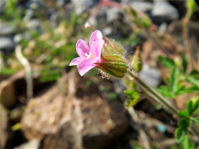 Ruprechtskraut (Geranium robertianum) am Hauptbahnhof Mannheim