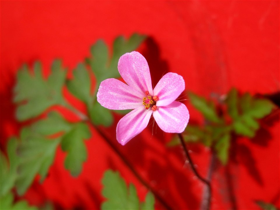 Ruprechtskraut (Geranium robertianum) am Ostbahnhof Saarbrücken