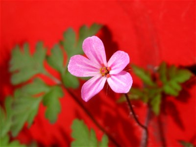 Ruprechtskraut (Geranium robertianum) am Ostbahnhof Saarbrücken