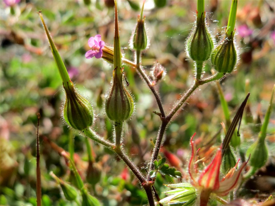 Ruprechtskraut (Geranium robertianum) am Hauptbahnhof Mannheim