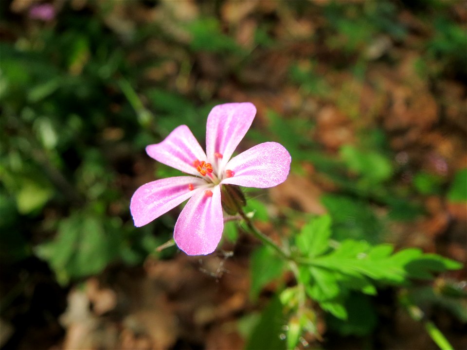 Ruprechtskraut (Geranium robertianum) im Schwetzinger Hardt