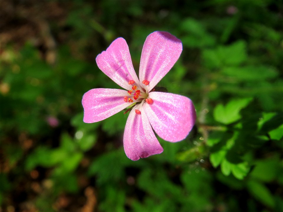 Ruprechtskraut (Geranium robertianum) im Schwetzinger Hardt