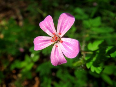 Ruprechtskraut (Geranium robertianum) im Schwetzinger Hardt