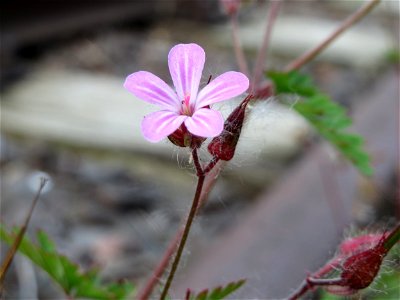 Ruprechtskraut (Geranium robertianum) am Osthafen Saarbrücken