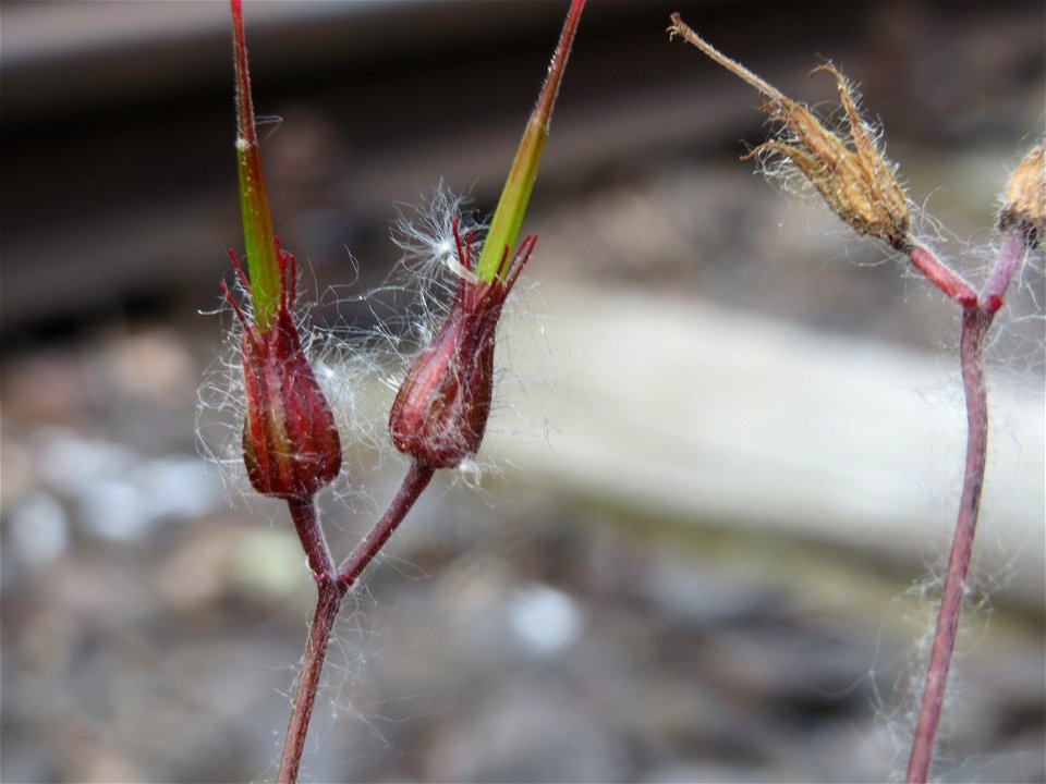 Ruprechtskraut (Geranium robertianum) am Osthafen Saarbrücken