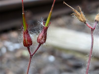 Ruprechtskraut (Geranium robertianum) am Osthafen Saarbrücken