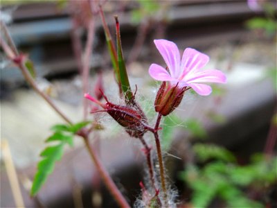 Ruprechtskraut (Geranium robertianum) am Osthafen Saarbrücken