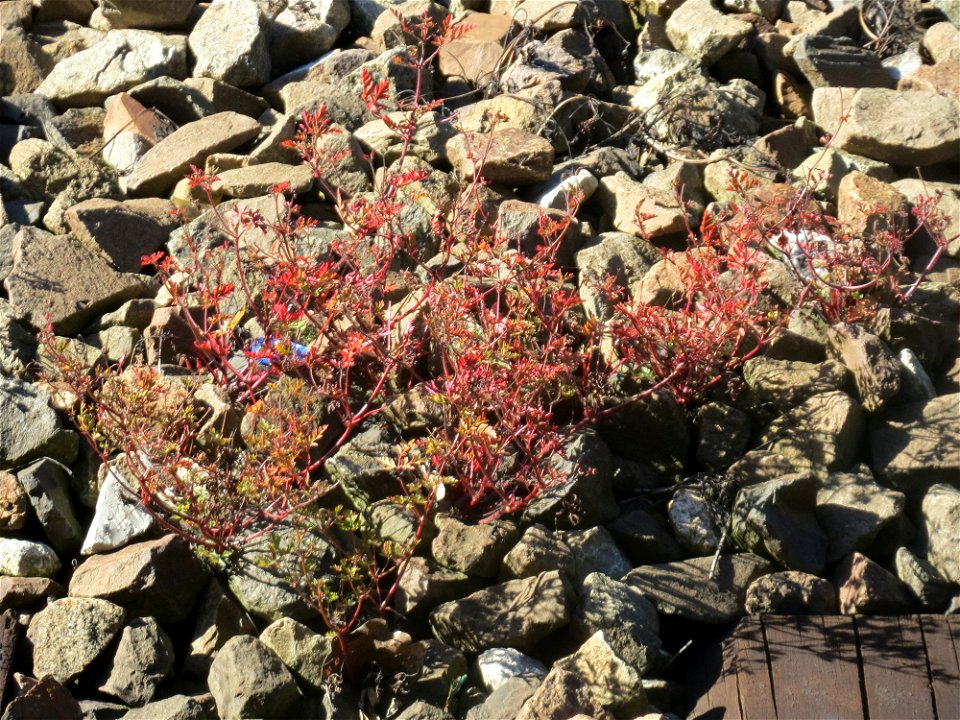 Typische Bahndammvegetation: Ruprechtskraut (Geranium robertianum) am Hauptbahnhof Kaiserslautern