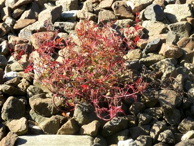 Typische Bahndammvegetation: Ruprechtskraut (Geranium robertianum) am Hauptbahnhof Kaiserslautern