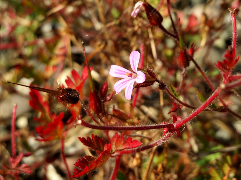 Ruprechtskraut (Geranium robertianum) in Bruchmühlbach-Miesau
