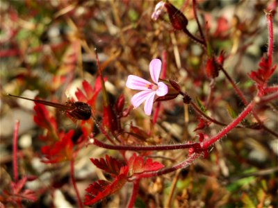 Ruprechtskraut (Geranium robertianum) in Bruchmühlbach-Miesau