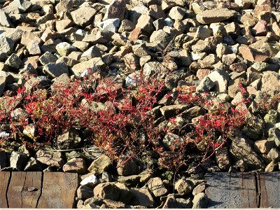 Typische Bahndammvegetation: Ruprechtskraut (Geranium robertianum) am Hauptbahnhof Kaiserslautern