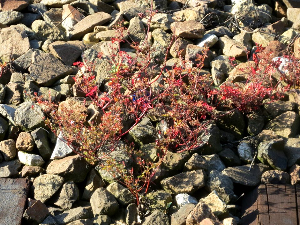 Typische Bahndammvegetation: Ruprechtskraut (Geranium robertianum) am Hauptbahnhof Kaiserslautern