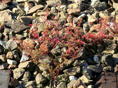 Typische Bahndammvegetation: Ruprechtskraut (Geranium robertianum) am Hauptbahnhof Kaiserslautern