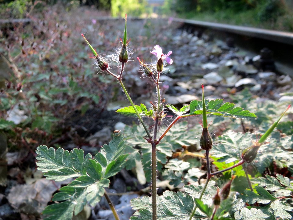 Ruprechtskraut (Geranium robertianum) im Schwetzinger Hardt