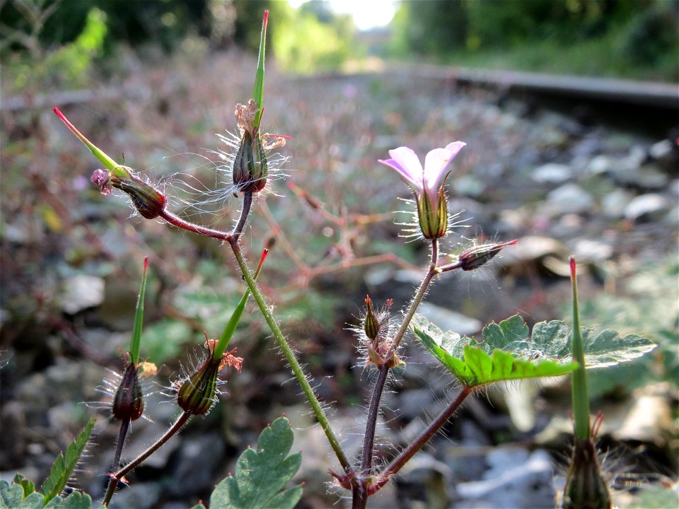 Ruprechtskraut (Geranium robertianum) in der Schwetzinger Hardt
