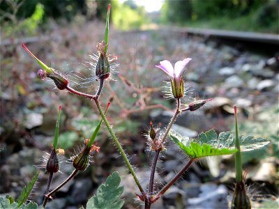 Ruprechtskraut (Geranium robertianum) in der Schwetzinger Hardt