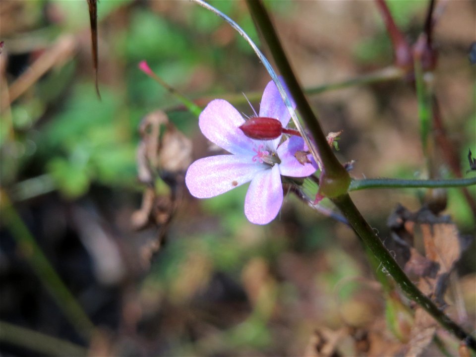 Ruprechtskraut (Geranium robertianum) an der Freilichtbühne im Deutsch-Französischen Garten in Saarbrücken - die Bühne wird seit Jahren nicht mehr genutzt und findet sich im Zustand des Verfalls. Auf 