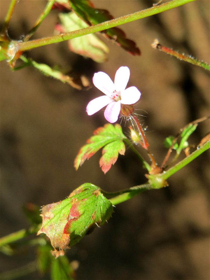 Ruprechtskraut (Geranium robertianum) an der Freilichtbühne im Deutsch-Französischen Garten in Saarbrücken - die Bühne wird seit Jahren nicht mehr genutzt und findet sich im Zustand des Verfalls. Auf 