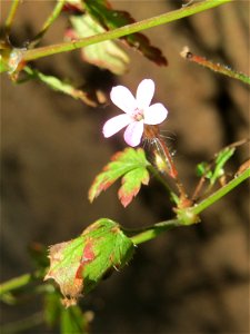 Ruprechtskraut (Geranium robertianum) an der Freilichtbühne im Deutsch-Französischen Garten in Saarbrücken - die Bühne wird seit Jahren nicht mehr genutzt und findet sich im Zustand des Verfalls. Auf 