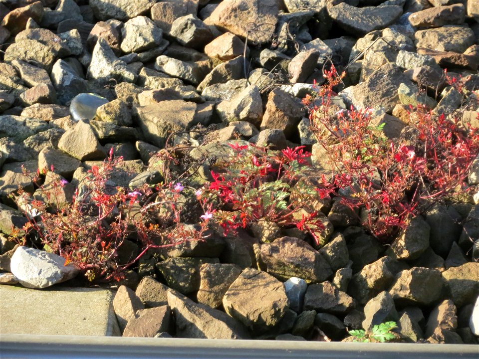 Typische Bahndammvegetation: Ruprechtskraut (Geranium robertianum) am Hauptbahnhof Kaiserslautern
