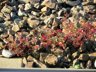 Typische Bahndammvegetation: Ruprechtskraut (Geranium robertianum) am Hauptbahnhof Kaiserslautern