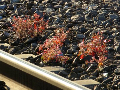 Typische Bahndammvegetation: Ruprechtskraut (Geranium robertianum) am Hauptbahnhof Kaiserslautern