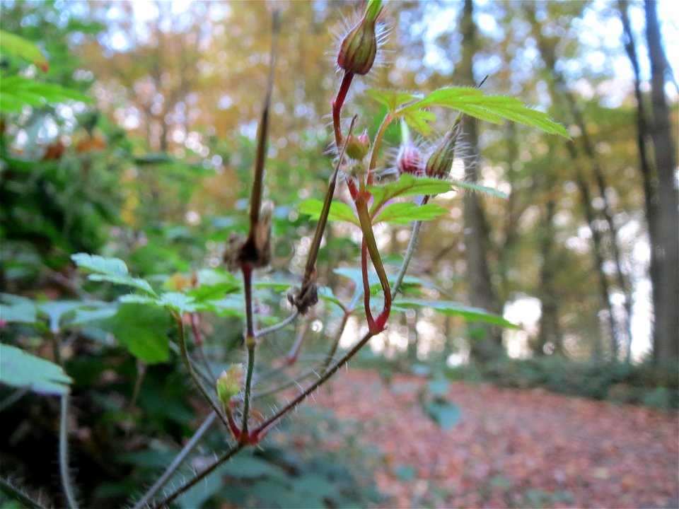 Ruprechtskraut (Geranium robertianum) im St. Johanner Stadtwald