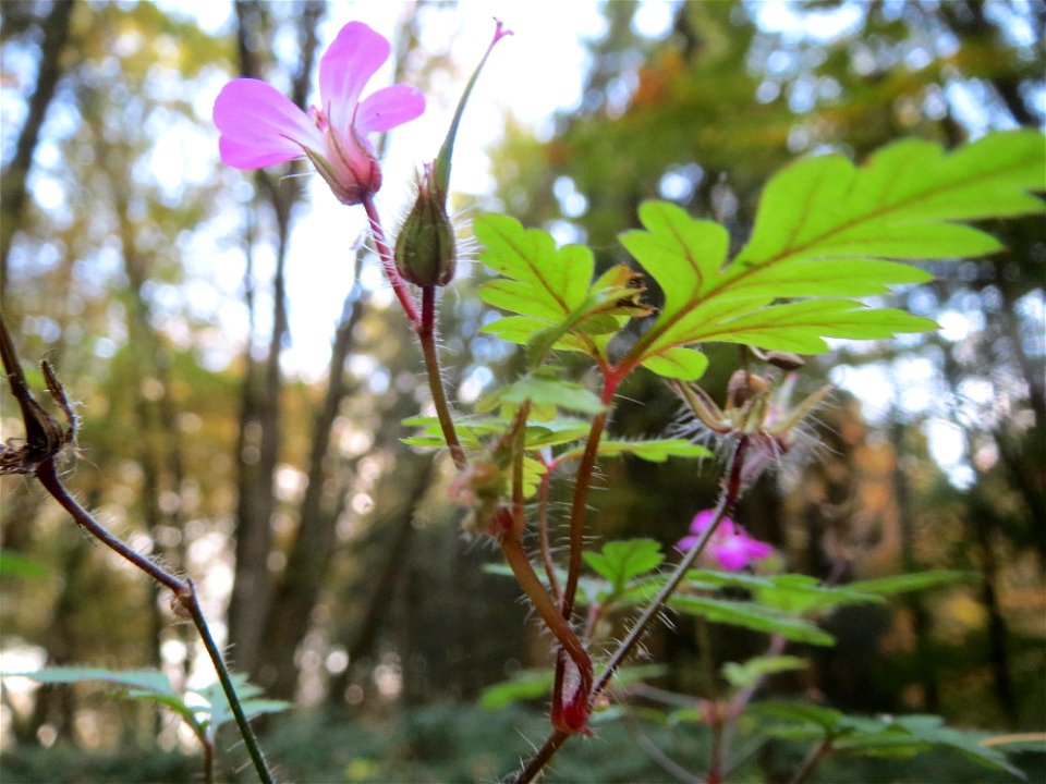 Ruprechtskraut (Geranium robertianum) im St. Johanner Stadtwald