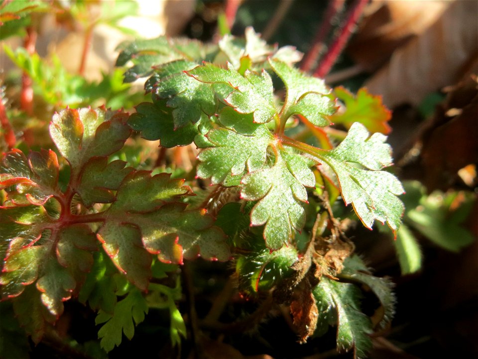 Grundblätter vom Ruprechtskraut (Geranium robertianum) in der Schwetzinger Hardt
