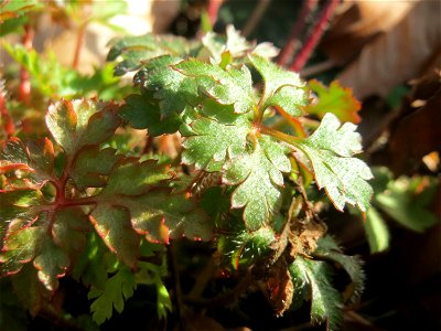 Grundblätter vom Ruprechtskraut (Geranium robertianum) in der Schwetzinger Hardt