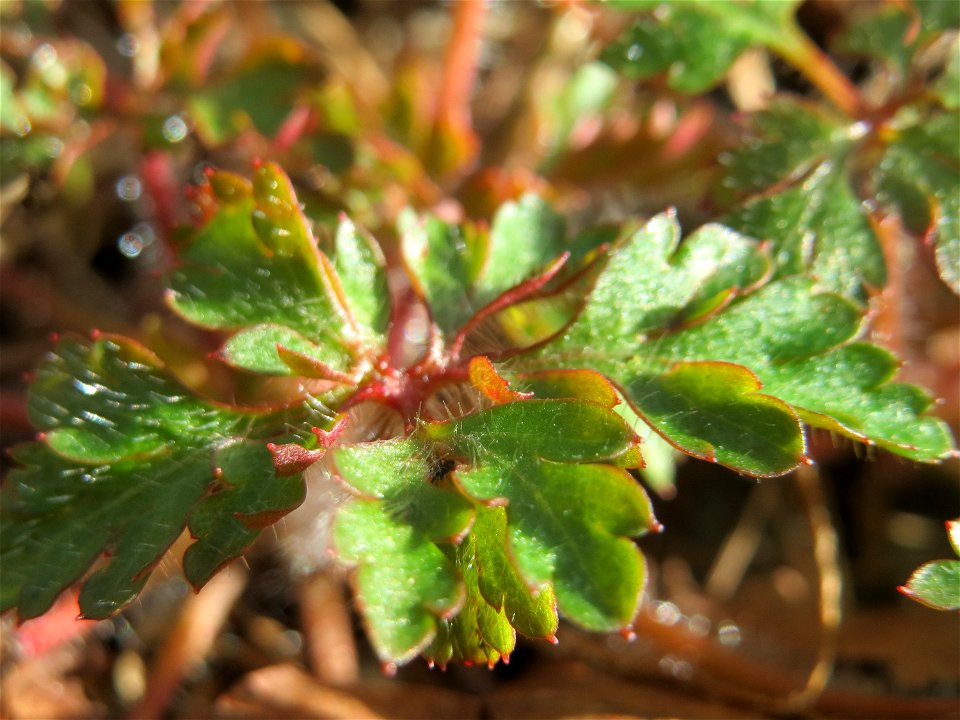 Grundblätter vom Ruprechtskraut (Geranium robertianum) in der Schwetzinger Hardt