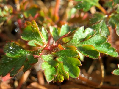 Grundblätter vom Ruprechtskraut (Geranium robertianum) in der Schwetzinger Hardt