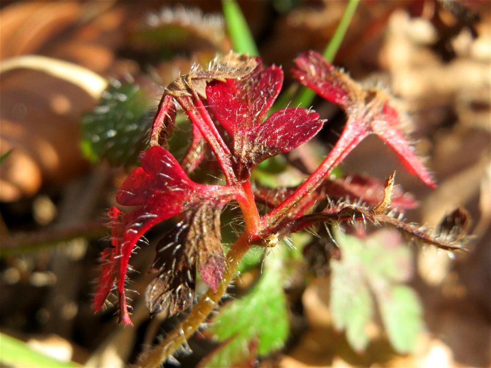 Grundblätter vom Ruprechtskraut (Geranium robertianum) in der Schwetzinger Hardt