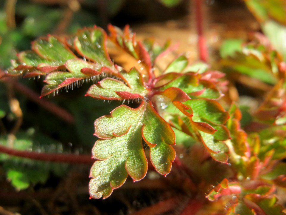 Grundblätter vom Ruprechtskraut (Geranium robertianum) in der Schwetzinger Hardt