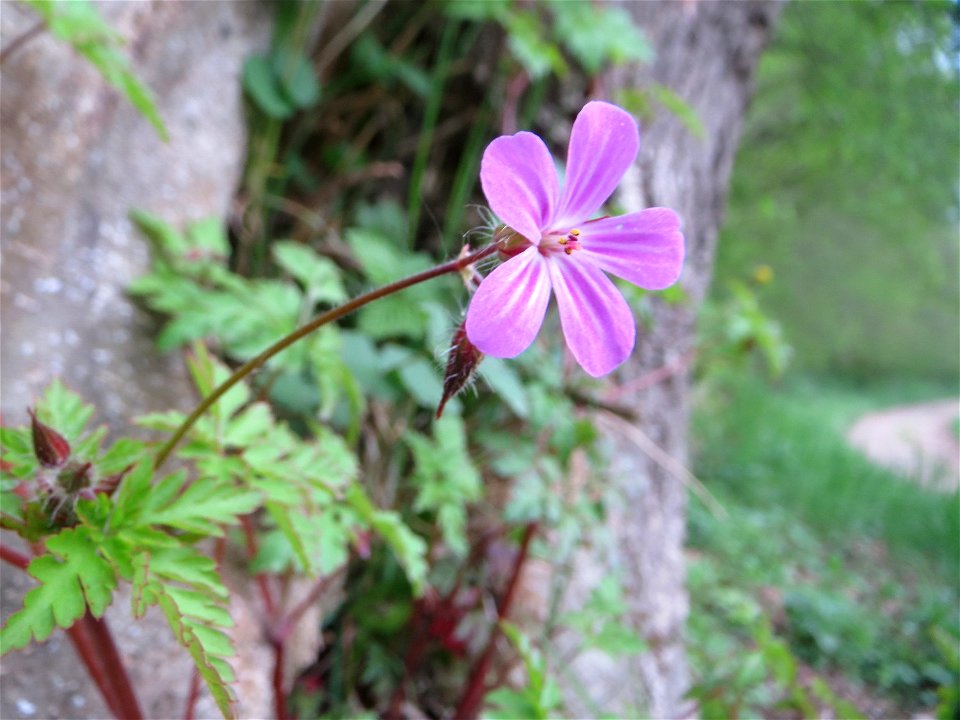 Ruprechtskraut (Geranium robertianum) an einer ehem. Weinbergsmauer an einer alten Römerstraße im Simbachtal, einst Jakobsweg